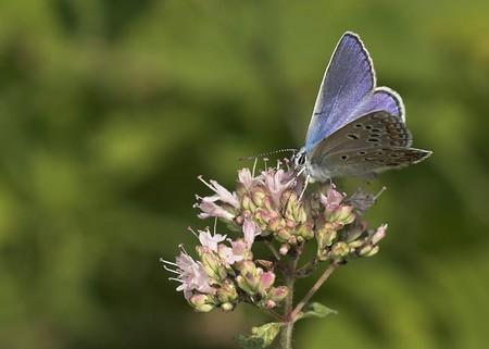 blue butterfly