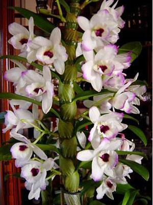 orchidée 