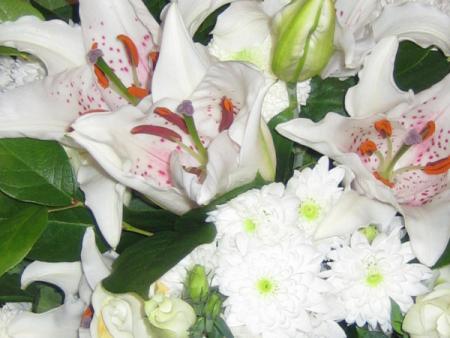 les fleurs du paradis