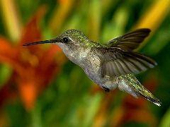 green bird