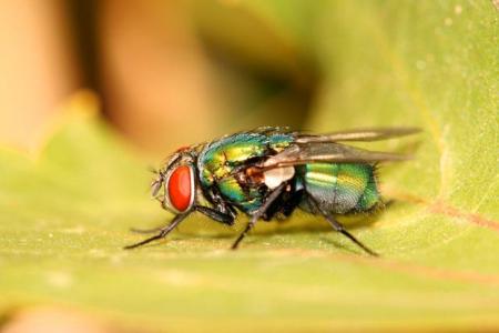 la mouche 