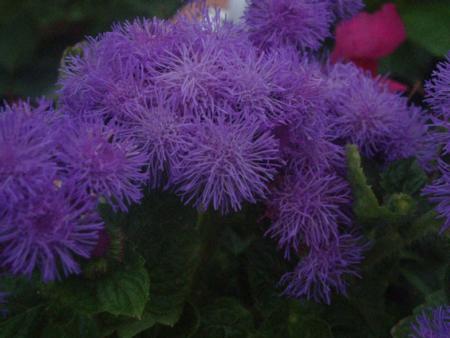 les mauves