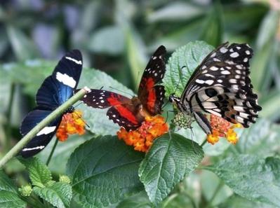 butterfly