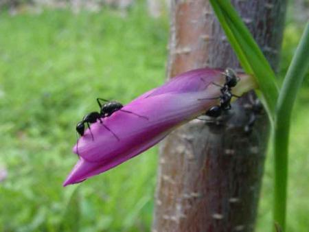 les fourmis