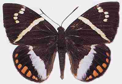 black butterfly