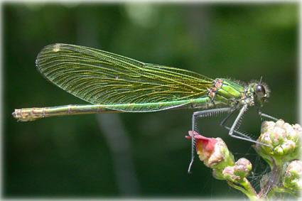 libellule