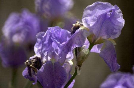 l'iris blue