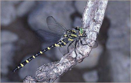 libellule 