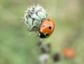 coccinelle