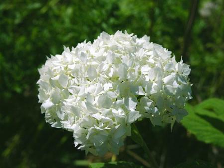 l'hortensia