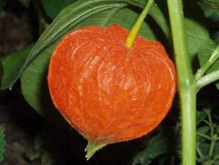 physallis