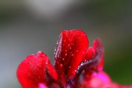 gouttes de pluie