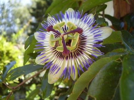 passiflor