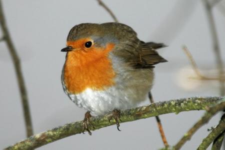le rouge'gorge