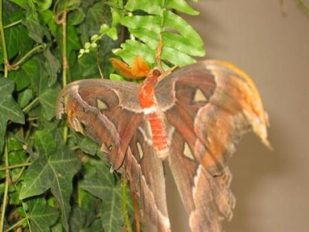 papillon