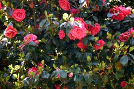 camelia
