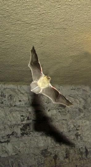 la  chauve souris 