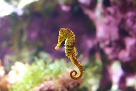 hippocampe