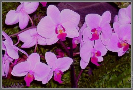 somptueuse orchidée