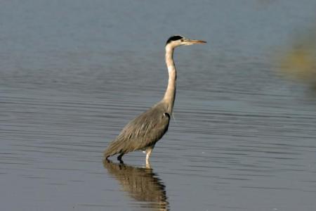 heron cendré 