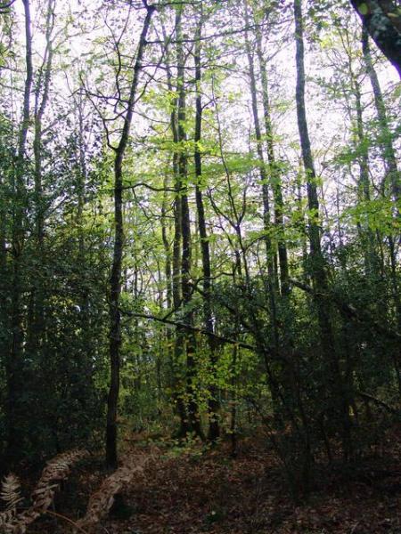 la foret 