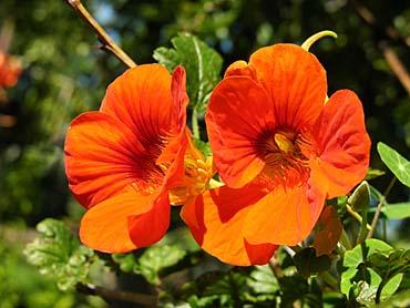 fleurs de capucines