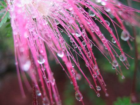 fleur au matin