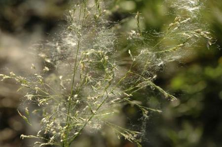 pollen