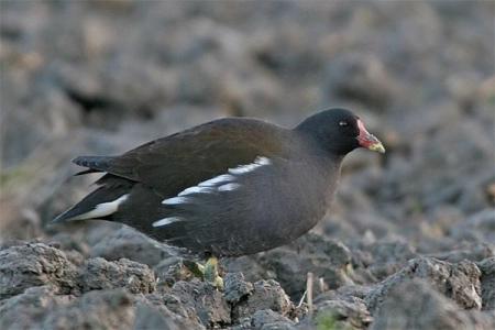 poule d'eau