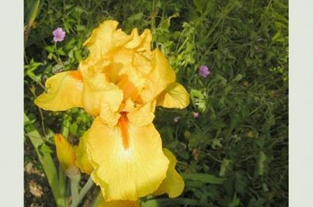 l'iris des marais