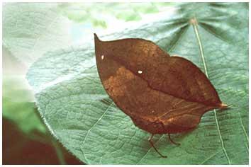 le papillon feuille 