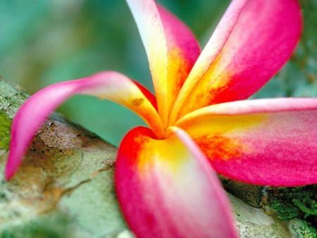 fleur du paradis