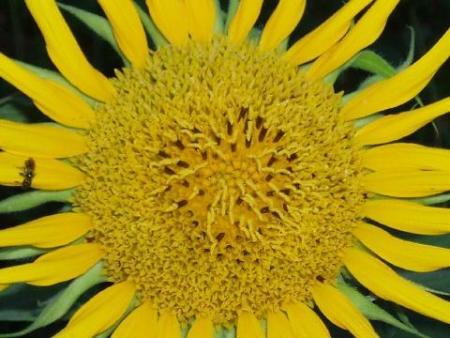 fleur d'ambre