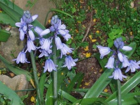 blue jacinthes