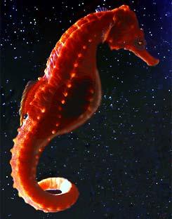 redfire