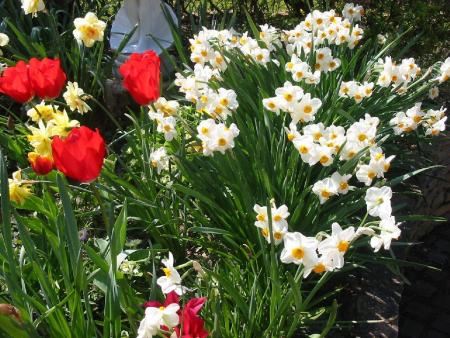 precieuse narcisses