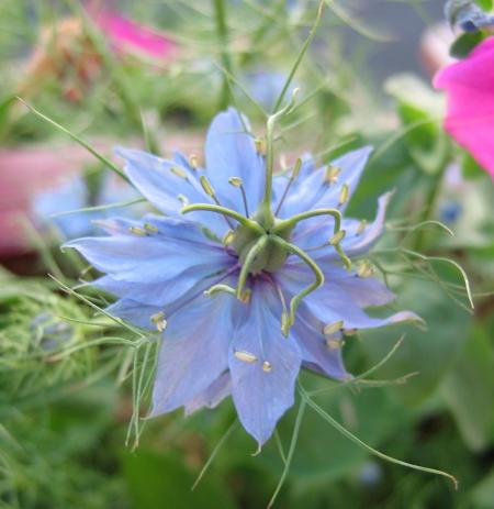 nigelle de damas