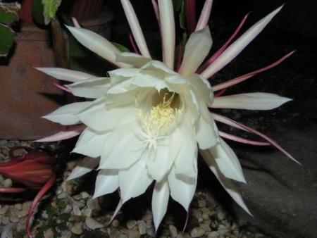 king of the night