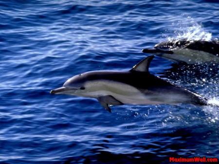 dauphins