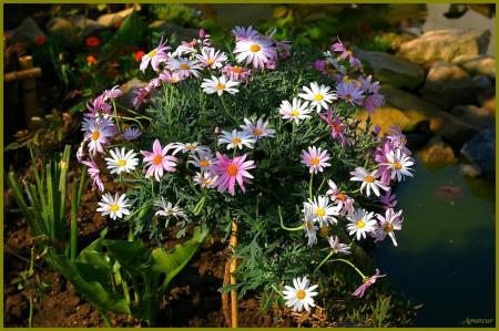 anthemis 