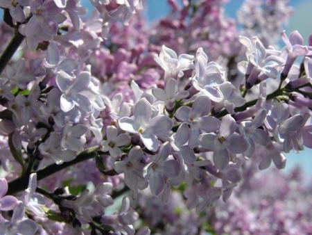lilas