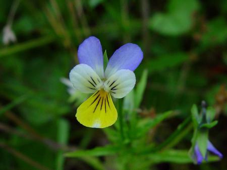 viola