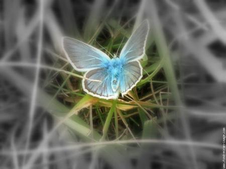 fantastic butterfly
