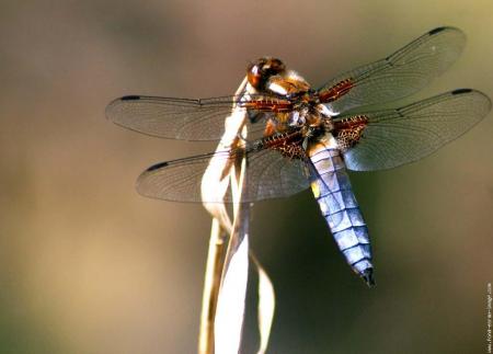 blue dragonfly