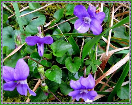 violette 