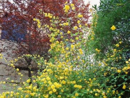 kerria japonica