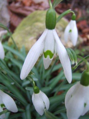 perce-neige