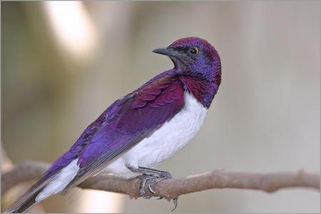 j'aime cet oiseau que lisette m'as envoyé